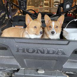 Dilly and minnie - Pembroke Welsh Corgi