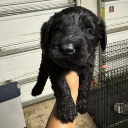Green Male - Black male Giant Schnauzer puppy in Pearland, Texas from K & S Schnauzers
