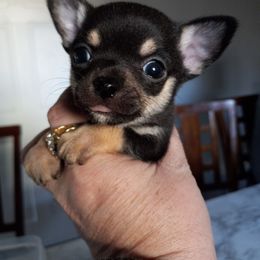 Chihuahua Puppies from Dakota Heart Chihuahuas