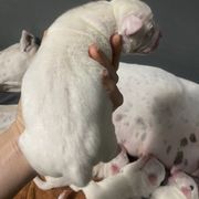 Tito - White Dogo Argentino puppy in Winter Haven, Florida from Wayward’s Dogos and Spellbound Greyhounds