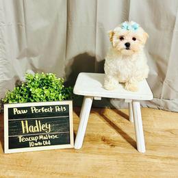 Maltese, Maltipoo, Poodle, and Yorkshire Terrier Puppies from Paw Perfect Pets
