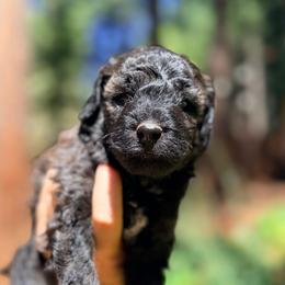 Grizzly - Sable male Goldendoodle puppy in Pollock Pines, California from Penny Lane’s Doodles