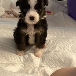 Australian Shepherd Puppies from Mystic Moon Sport Dogs