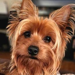 Abby - Yorkshire Terrier