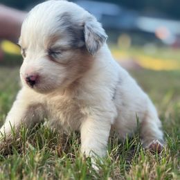 Pearl - Blue merle female Miniature American Shepherd puppy in Scio, Oregon from Calyx Miniature American Shepherds