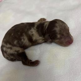 Wilder - Dapple male Dachshund puppy in Camdenton, Missouri from Camden Line Dachshunds