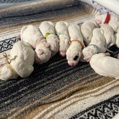 Dogo Argentino puppies from Dogos Casa Monarca