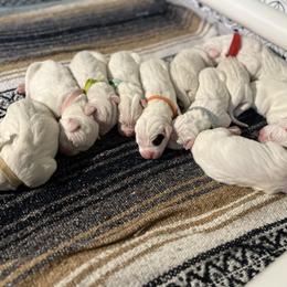 Dogo Argentino puppies from Dogos Casa Monarca