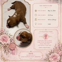 American Corgi Puppies from London Bridge Corgis