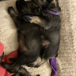 Standard Schnauzer Puppies from Uhlan Standard Schnauzers