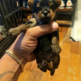 Sky - Black and tan female Silky Terrier puppy in City Of Orange, New Jersey from Fur-Ever Friends