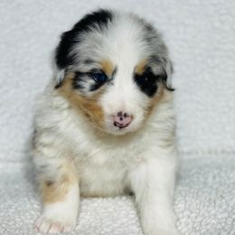 Australian Shepherd Puppies from Augusta Aussies