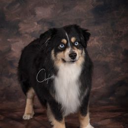 Nash - Toy Australian Shepherd