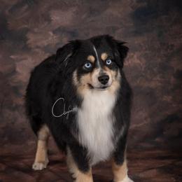 Nash - Toy Australian Shepherd
