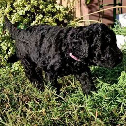 Pink black girl - Black female Labradoodle puppy in San Antonio, Texas from Multigenerational Labradoodles of Central TX