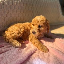Pink Color Girl - Apricot female Goldendoodle puppy in Loma Rica, California from BloomingPuppies