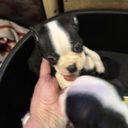 Bat girl - Black and white female Boston Terrier puppy in Covington, Georgia from Tuxedo Bostons of Atlanta