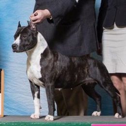 Miley - American Staffordshire Terrier