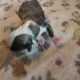 Shihpoo and Shih Tzu Puppies from Gemstone Puppies