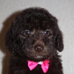 J'Adore - Brown female Bernedoodle puppy in Ohio from Moore Doodles