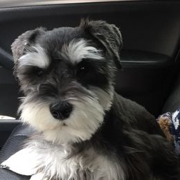 Schnoodles from Happy Schnoodle