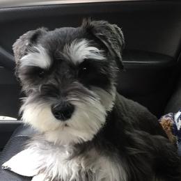 Schnoodles from Happy Schnoodle