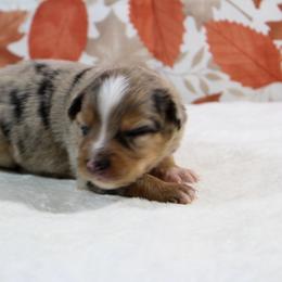 Aspen - Blue merle female Toy Australian Shepherd puppy in Bauxite, Arkansas from J & B Mini Aussies