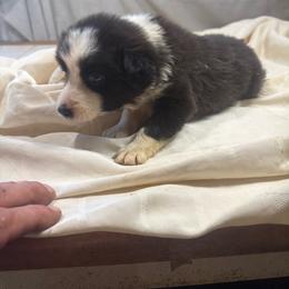 F1 - Black and white female Border Collie puppy in Meridian, Mississippi from Border Hollow Border Collies