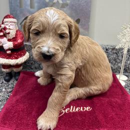 Hank - Cream male Goldendoodle puppy in Annville, Pennsylvania from Bellegrove Goldendoodles