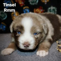 Tinsel - Red merle male Australian Shepherd puppy in El Dorado Springs, Missouri from HP Aussie Kennels