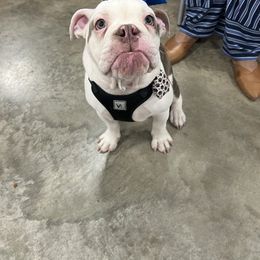 Bulldog Puppies from Bulldogzilla Breeders