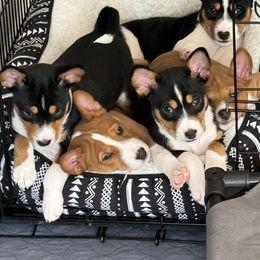 Basenji Puppies from Malachite Basenjis