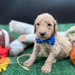 Sammy - Apricot male Goldendoodle puppy in Willacoochee, Georgia from Kitandkboodle's Doodles