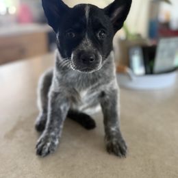 Green - Blue mottled female Australian Cattle Dog puppy in Marana, Arizona from Cactus Heelers Arizona