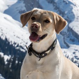 Dilute Retrievers from CaveInn Labradors
