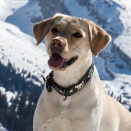 Dilute Retrievers from CaveInn Labradors