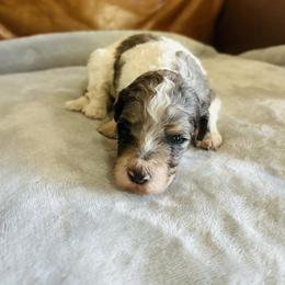 Giselle - Parti female Poodle puppy in Arabi, Georgia from Huckadoodle Farm