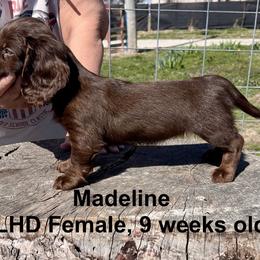 Dachshund Puppies from Edgewood Acres Miniature Longhair Dachshunds