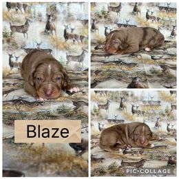 Blaze - Red merle male Catahoula Leopard Dog puppy in Forbes, Minnesota from North Country Catahoulas
