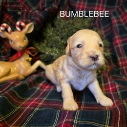 Bumblebee - Cream female Cavapoo puppy in Lewisburg, Pennsylvania from Jessie's Puppies