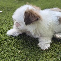 Mal-Shi, Maltese, Maltipoo, Poodle, and Shih Tzu Puppies from Joy-Fur Puppies