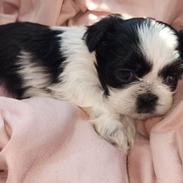 Dark Pink Collar - Black and white female Shih Tzu puppy in New Bern, North Carolina from Kuddly Creatures