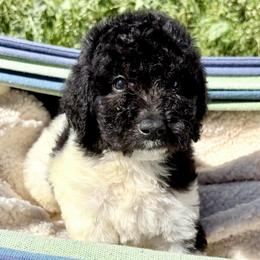 Sterling (vDave's) - Parti male Poodle puppy in Meadowbrook, California from Standard Poodle Pups