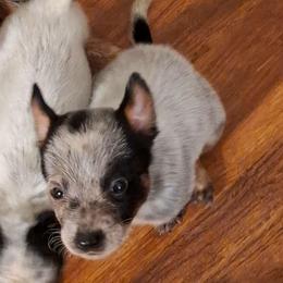 Aragorn (AKC) - Blue male Australian Cattle Dog puppy in Marana, Arizona from Impact 3rd Australian Cattle Dogs