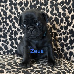 Royal blue collar - Black male Pug puppy in Deer Park, Texas from Butler Pugs and Frenchies