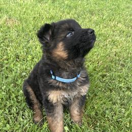 Blue Collar long hair coat male - Black and red male German Shepherd puppy in Galt, California from At Redwood Runs