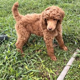 Jeffery (green collar) - Red  Poodle puppy in Aurora, Missouri from High Standard Poodles