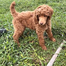 Jeffery (green collar) - Red  Poodle puppy in Aurora, Missouri from High Standard Poodles