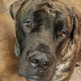 Mastiffs from Nytewind Mastiffs