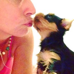 Yorkshire Terrier Puppies from Panache Yorkies